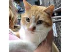 Adopt Salmon a Domestic Shorthair / Mixed cat in Spring Hill, KS (38975097)