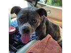 Adopt Dalia a Pit Bull Terrier / Mixed dog in Spring Hill, KS (38975094)