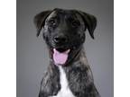 Adopt Scottie a Shepherd (Unknown Type) / Mixed dog in Houston, TX (38948646)