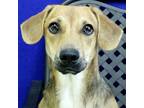 Adopt Butternut a Basset Hound / Mixed dog in Fort Davis, TX (38975158)