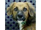 Adopt Fluffernut a Basset Hound / Mixed dog in Fort Davis, TX (38975157)