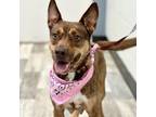 Adopt Holly a Brindle Cattle Dog / Mixed dog in Austin, TX (38975212)