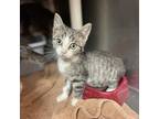 Adopt Doc a Domestic Shorthair / Mixed cat in Hamilton, GA (38930744)