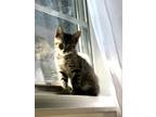 Adopt CHARLIE a Spotted Tabby/Leopard Spotted Domestic Shorthair (short coat)