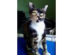 Adopt Gypsy a Calico or Dilute Calico Domestic Shorthair / Mixed (short coat)
