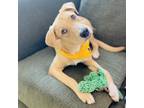 Adopt Ke$ha a Tan/Yellow/Fawn Mixed Breed (Medium) / Mixed dog in Huntsville