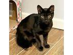 Adopt Teddy a All Black Domestic Shorthair / Mixed cat in Mission, KS (38974884)