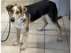Adopt Gene a Catahoula Leopard Dog / Mixed dog in Williamstown, KY (38973383)