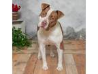 Adopt Piggly Wiggly a White - with Tan, Yellow or Fawn Pit Bull Terrier / Mixed