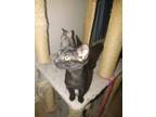Adopt Gustov a All Black Domestic Shorthair / Domestic Shorthair / Mixed cat in