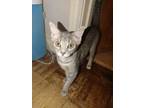 Adopt Stitch a Gray or Blue Domestic Shorthair / Domestic Shorthair / Mixed cat
