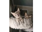Adopt Lilo a Gray or Blue Domestic Shorthair / Domestic Shorthair / Mixed cat in