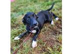 Adopt Stormie a Black - with White Border Collie / Mixed dog in Manhasset