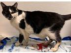 Adopt Smiley a All Black Domestic Shorthair / Domestic Shorthair / Mixed cat in
