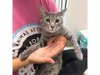 Adopt Kym a Gray or Blue Domestic Shorthair / Mixed cat in Wichita