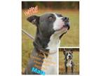Adopt Donald a Gray/Silver/Salt & Pepper - with White American Pit Bull Terrier