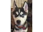 Adopt Bailey a Siberian Husky / Mixed dog in Matawan, NJ (38956814)