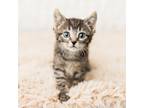 Adopt Pawl a Gray or Blue Domestic Shorthair / Mixed cat in Minneapolis