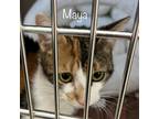 Adopt Maya a Calico or Dilute Calico Domestic Shorthair / Mixed cat in