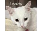 Adopt Leonardo a White Domestic Shorthair / Mixed cat in Madisonville