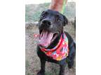 Adopt Tara a Black Terrier (Unknown Type, Medium) / Mixed dog in Abbeville
