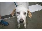 Adopt Chassity a White Labrador Retriever / Great Pyrenees / Mixed dog in