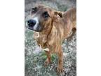 Adopt Brownie a Red/Golden/Orange/Chestnut American Pit Bull Terrier / Mixed dog