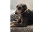 Adopt Caddie a Gray/Blue/Silver/Salt & Pepper Doberman Pinscher / Mixed dog in