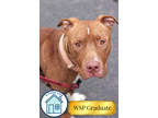 Adopt Rocky a Brown/Chocolate American Pit Bull Terrier / Mixed dog in Walla
