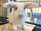 Adopt ZOEY a Other/Unknown / Mixed (medium coat) rabbit in Tustin, CA (38972455)