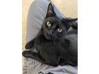 Adopt Onyx a All Black Domestic Shorthair / Domestic Shorthair / Mixed cat in