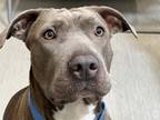 Adopt Winnie a American Pit Bull Terrier / Mixed dog in San Diego, CA (38711066)