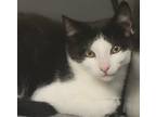 Adopt Fanta a Domestic Shorthair / Mixed cat in Sheboygan, WI (38973033)