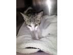 Adopt Ari a Gray or Blue Domestic Shorthair / Domestic Shorthair / Mixed cat in