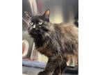 Adopt Zoe a Domestic Longhair / Mixed cat in Port McNicoll, ON (38958385)