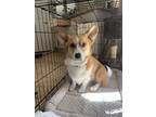 Adopt Larry a Red/Golden/Orange/Chestnut - with White Corgi / Mixed dog in