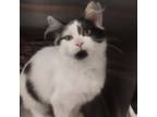 Adopt Kita a White Domestic Mediumhair / Mixed cat in East Smithfield