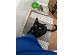 Adopt Eden a All Black Domestic Shorthair / Mixed (short coat) cat in Spring