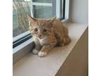 Adopt Phoebe a Orange or Red Domestic Shorthair / Domestic Shorthair / Mixed cat