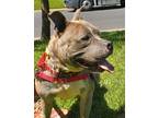 Adopt Sparkle a Pit Bull Terrier / Mixed dog in Vallejo, CA (38918820)