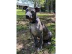 Adopt Shy a American Staffordshire Terrier dog in Jackson, GA (38964936)