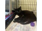 Adopt Mr. Clean a All Black Domestic Shorthair / Mixed cat in Columbus