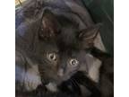 Adopt Snowball a All Black Domestic Shorthair / Domestic Shorthair / Mixed cat