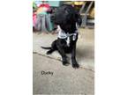 Adopt Ducky meet 9/15 a Black - with White Labrador Retriever / Mixed Breed