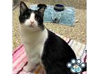 Adopt Dara a All Black Domestic Shorthair / Mixed cat in Merriam, KS (38971081)