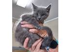 Adopt Tesla a Gray or Blue Domestic Mediumhair / Mixed (medium coat) cat in