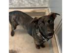 Adopt Leo a Brindle Mixed Breed (Medium) / Mixed dog in Rancho Santa Fe