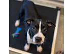 Adopt Tilly a Mixed Breed (Medium) / Mixed dog in Rancho Santa Fe, CA (38970935)