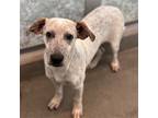 Adopt Miller a Mixed Breed (Medium) / Mixed dog in Rancho Santa Fe