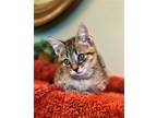 Adopt Leroy Brown a Brown Tabby Domestic Shorthair / Mixed (short coat) cat in